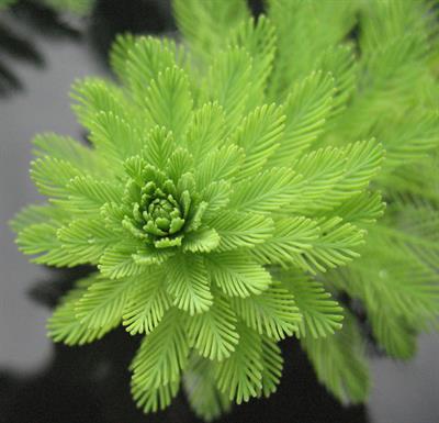 Myriophyllum-aquatic